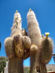 Trichocereus atacamensis