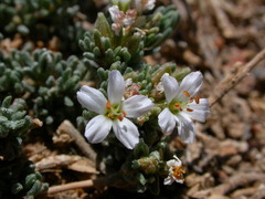 Frankenia hirsuta