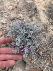 Astragalus purshii