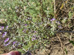 Psoralea hirta