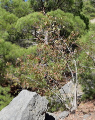 Pistacia atlantica mutica