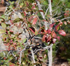 Pistacia atlantica mutica