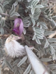 Astragalus purshii