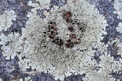 Xanthoparmelia conspersa