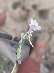 Phlox hoodii