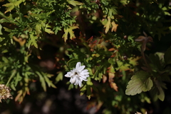 Argyranthemum frutescens
