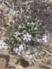 Phlox hoodii