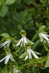 Bonatea speciosa