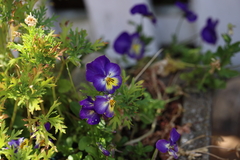 Viola tricolor