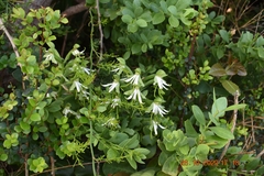 Bonatea speciosa