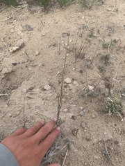 Streptanthus longirostris