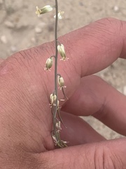 Streptanthus longirostris