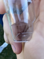 Gibbium aequinoctiale