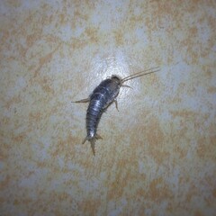 Lepismatidae