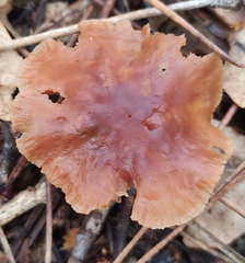 Gymnopus brassicolens
