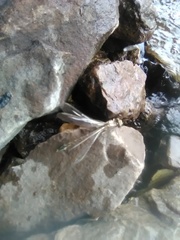 Gomphidae