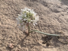 Allium nevadense