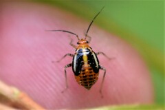 Poecilocapsus lineatus