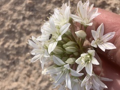 Allium nevadense