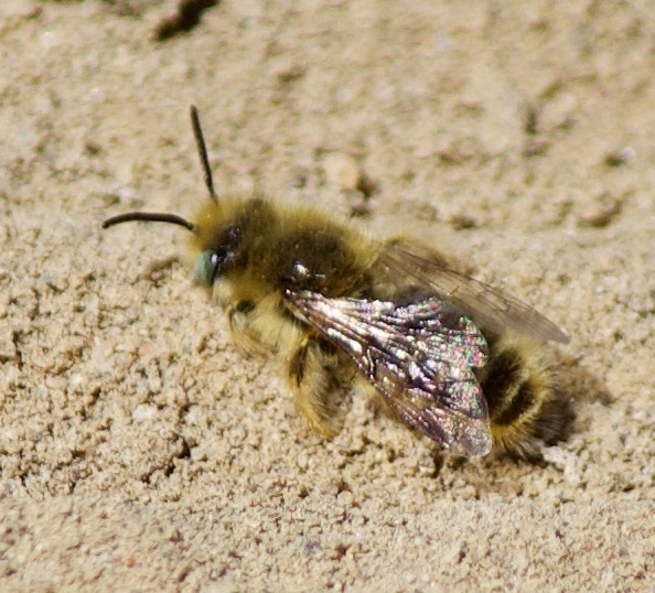 Calliopsis hirsutula