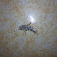 Lepismatidae
