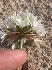 Allium nevadense