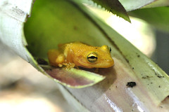 Scinax belloni