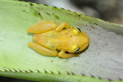 Scinax belloni