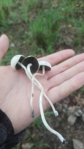 Blue Meanies (Panaeolus cyanescens)