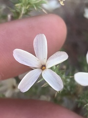 Phlox hoodii