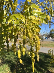 Styphnolobium japonicum