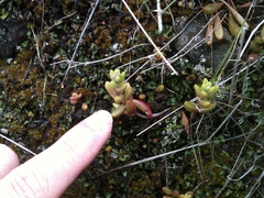 Dudleya blochmaniae blochmaniae