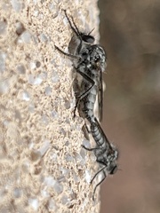 Brachyrhopalinae