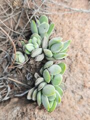 Crassula lanuginosa
