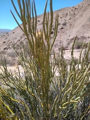 Senna crassiramea
