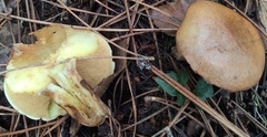 Suillus collinitus