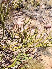 Senna crassiramea