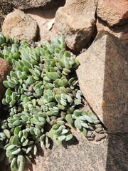 Crassula lanuginosa