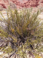 Senna crassiramea