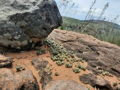 Crassula lanuginosa
