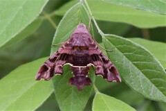 Amphion floridensis