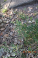 Asparagus capensis capensis