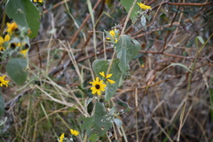 Helianthus argophyllus