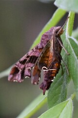 Amphion floridensis