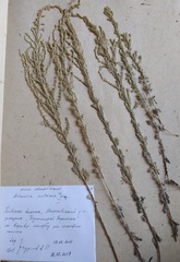 Artemisia austriaca