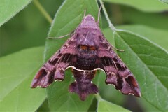 Amphion floridensis