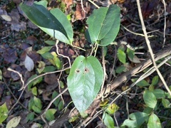 Smilax walteri