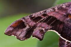 Amphion floridensis