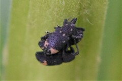 Tyloderma foveolatum