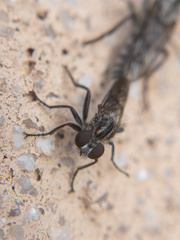 Brachyrhopalinae